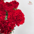 Carnation 康乃馨 Red - (18-20 Stems)