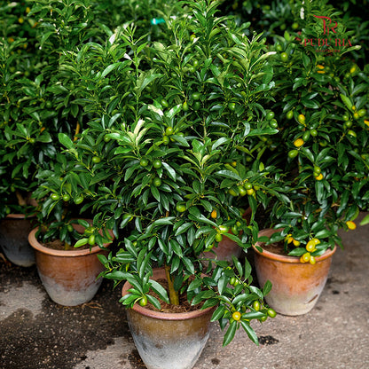 Kumquat Lime Tree 90-120cm