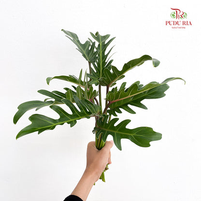 Philodendron Xanadu 仙羽蔓绿绒 - (Per Bundle)