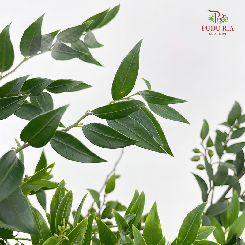 Evergreen Leaf 万年青 - (Per Bundle)