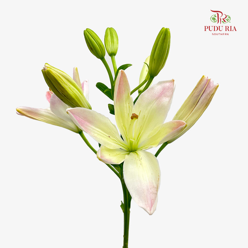 Lily Pink 百合 - (5 Stems)