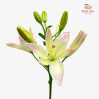 Lily Pink 百合 - (5 Stems)