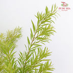 Melaleuca Gold Leaf Green - (Per Bundle)
