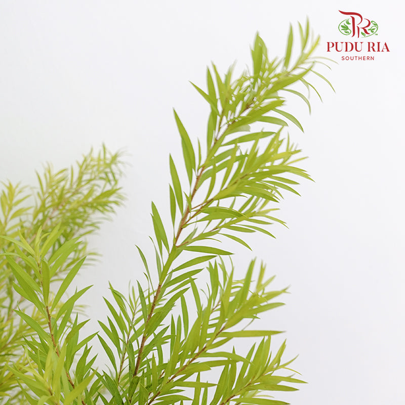 Melaleuca Gold Leaf - Green