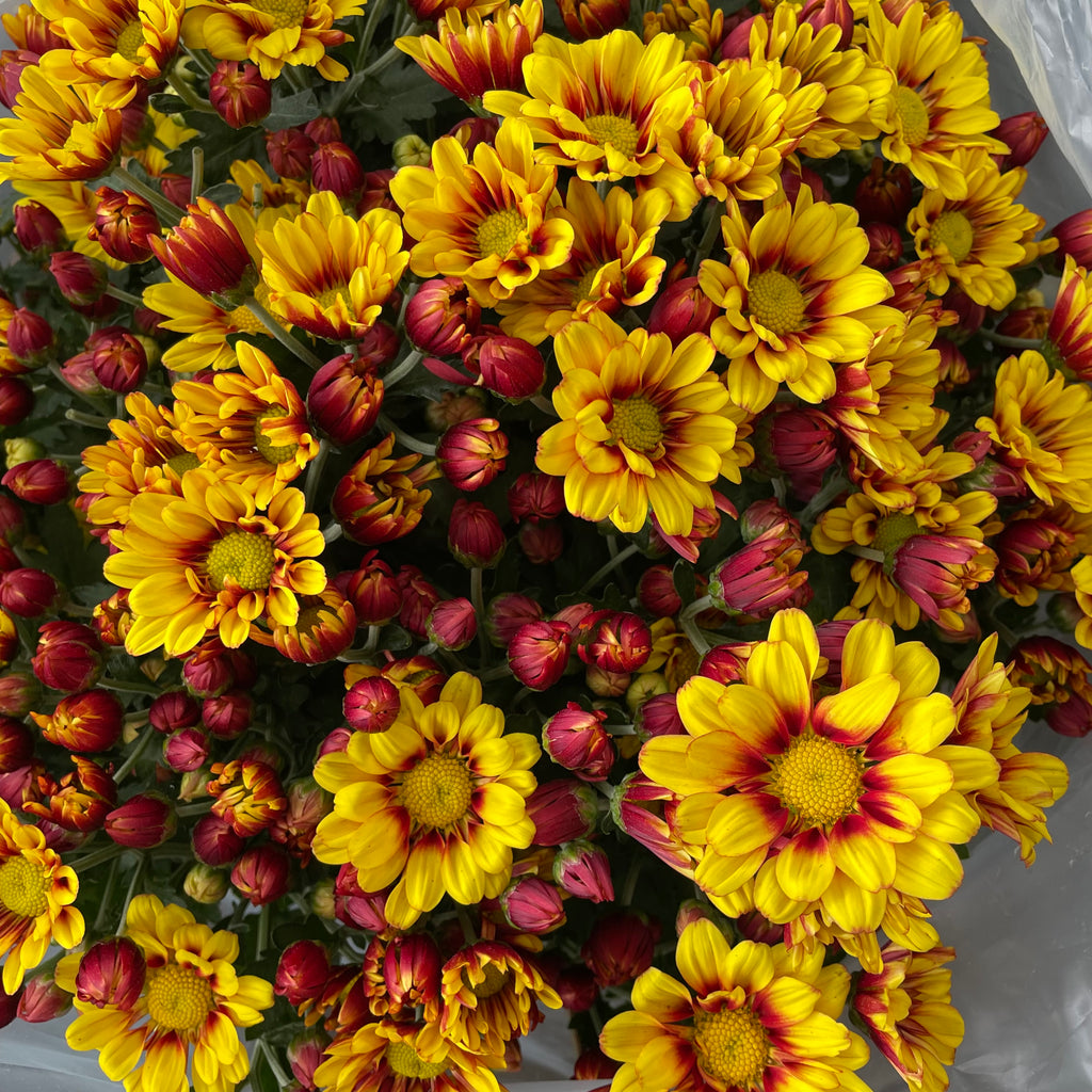 Chrysanthemum Pom-Pom (12寸盆) 菊花