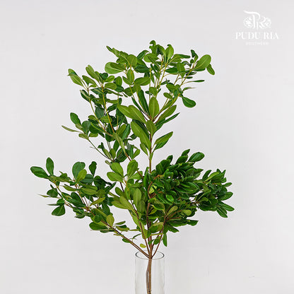 Pittosporum Tobira Leaf 花叶海桐 - (Per Bundle)