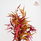 Preservative Eucalyptus Exotica