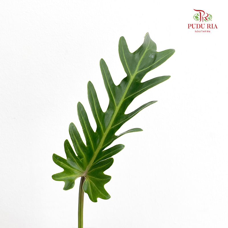 Philodendron Xanadu 仙羽蔓绿绒 - (Per Bundle)