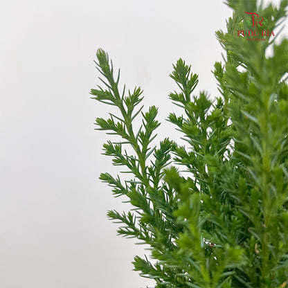 Chamaecyparis Ellwoodii / Snow White 30CM