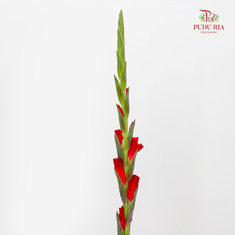 Gladiolus Red - (9-10 Stems)