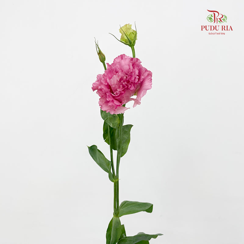 Eustoma Wave Pink - (12-15 Stems)