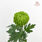 Chrysanthemum Ping Pong Green - (10-12 Stems)