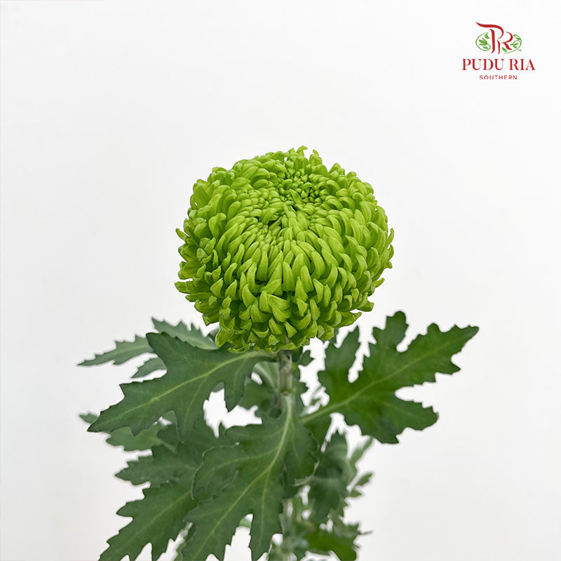 Chrysanthemum Ping Pong Green - (10-12 Stems)