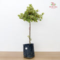 Ficus Triangularis Variegata Lolipop