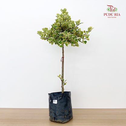 Ficus Triangularis Variegata Lolipop