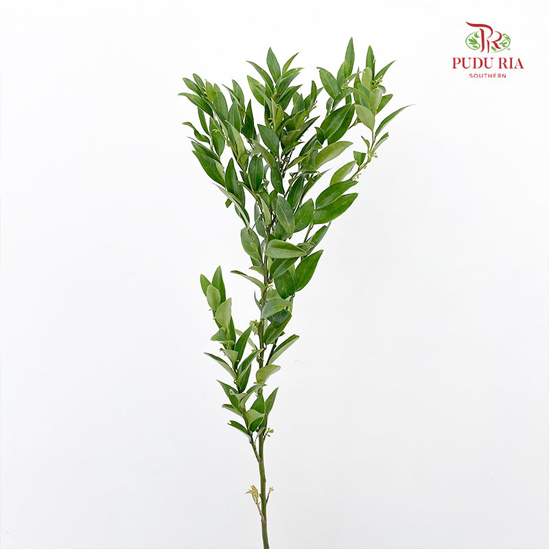 Evergreen Leaf 万年青 - (Per Bundle)