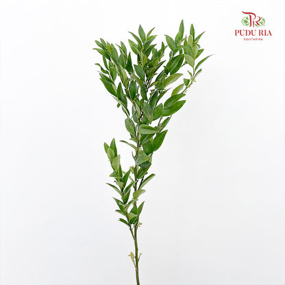 Evergreen Leaf 万年青 - (Per Bundle)