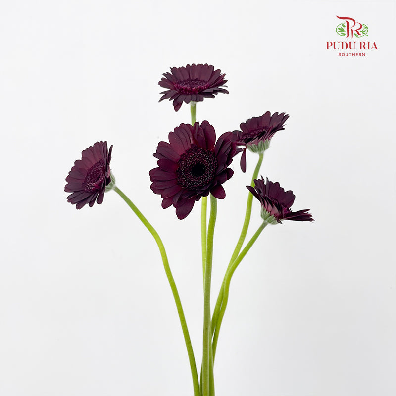 Gerbera Mini Dark Night 非洲菊紫萱 - (5 Stems)