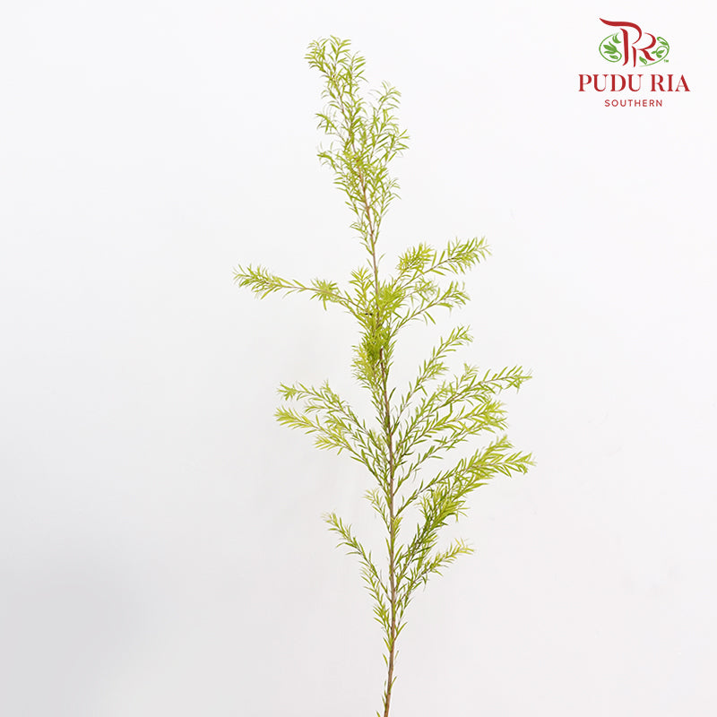 Melaleuca Gold Leaf Green - (Per Bundle)
