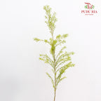 Melaleuca Gold Leaf Green - (Per Bundle)
