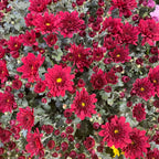 Chrysanthemum Gypsophilla P210  菊花满天星 2025