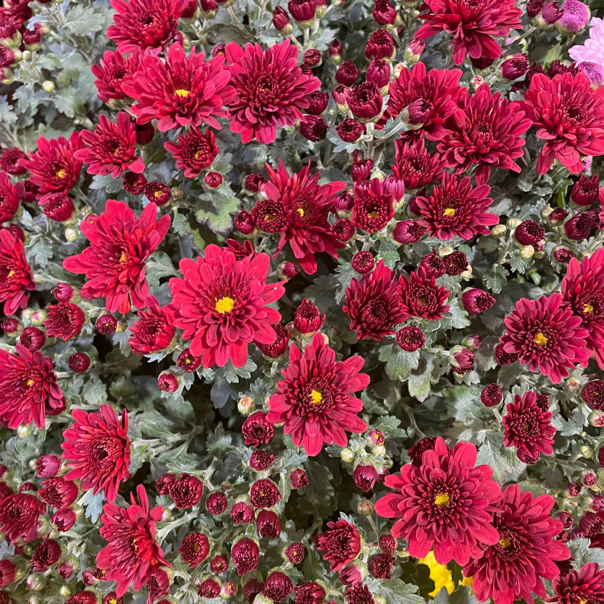 Chrysanthemum Gypsophilla P210  菊花满天星 2025