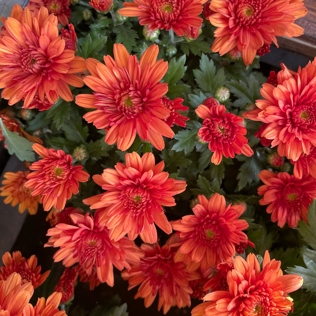 Chrysanthemum Gypsophilla P150  菊花满天星
