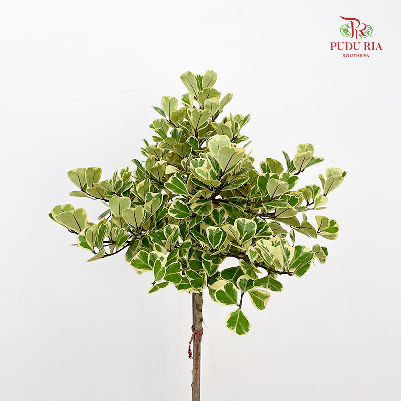 Ficus Triangularis Variegata Lolipop