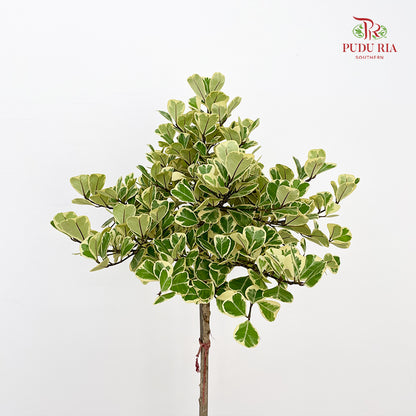 Ficus Triangularis Variegata Lolipop
