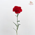 Carnation 康乃馨 Red - (18-20 Stems)