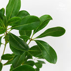 Pittosporum Tobira Leaf 花叶海桐 - (Per Bundle)