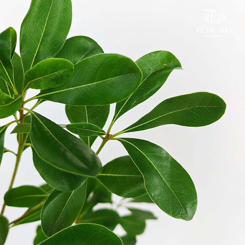 Pittosporum Tobira Leaf 花叶海桐 - (Per Bundle)