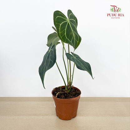 Anthurium Crassinerrium