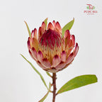 Protea Robijn 红宝石帝王花 - (2 Stems)