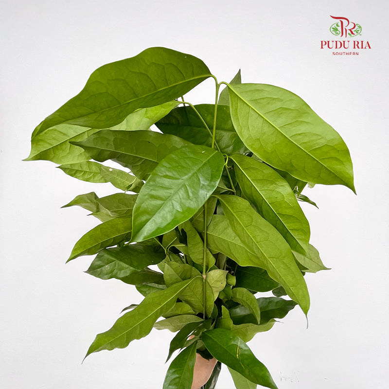 Salal Leaf - (Per Bundle)