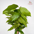 Salal Leaf - (Per Bundle)