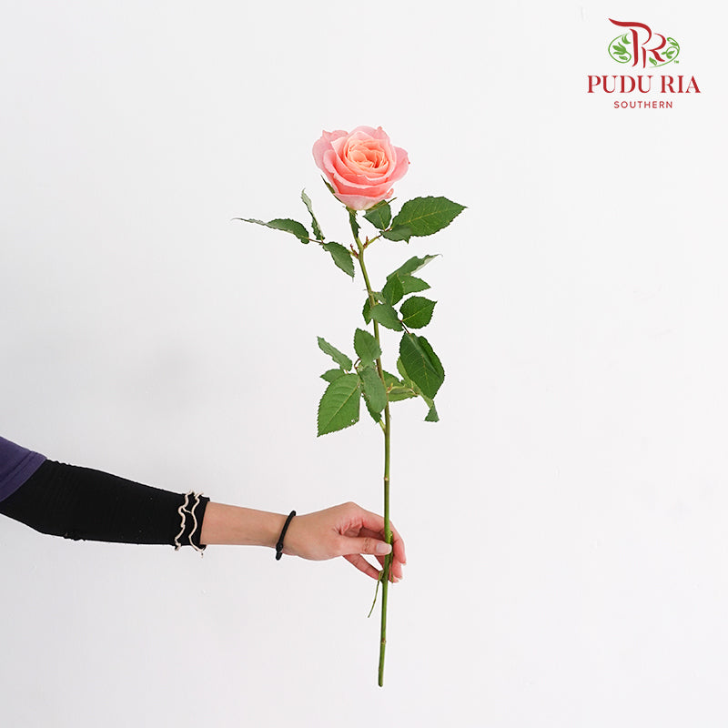 Rose Miss Piggy - (8-10 Stems)