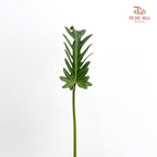 Philodendron Xanadu 仙羽蔓绿绒 - (Per Bundle)