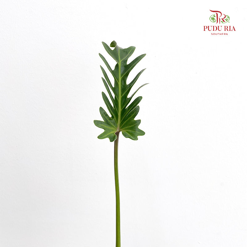 Philodendron Xanadu 仙羽蔓绿绒 - (Per Bundle)
