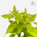 Maple Box Leaf - (Per Bundle)