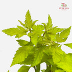 Maple Box Leaf - (Per Bundle)