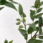 Evergreen Leaf 万年青 - (Per Bundle)