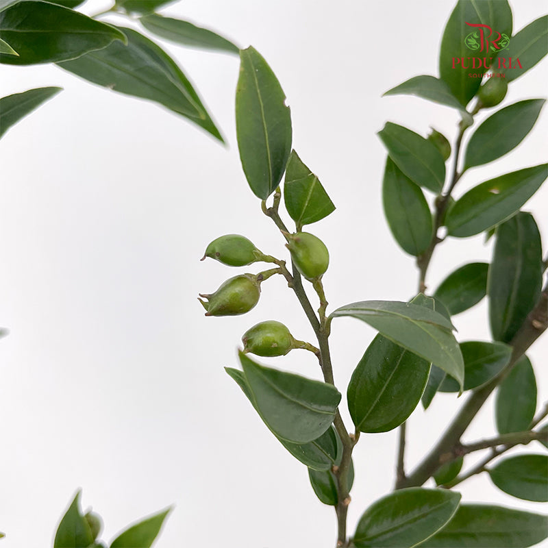 Evergreen Leaf 万年青 - (Per Bundle)