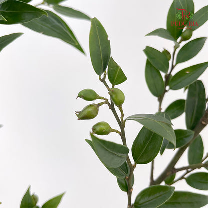 Evergreen Leaf 万年青 - (Per Bundle)