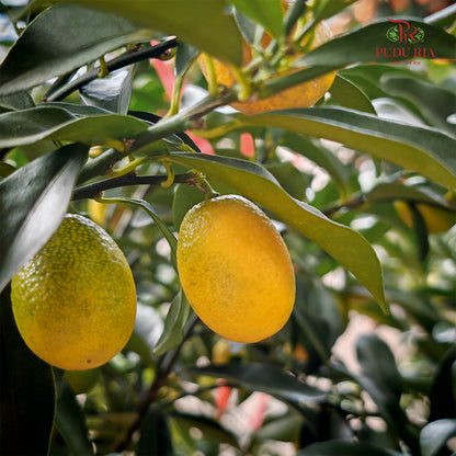 Kumquat Lime Tree 90-120cm