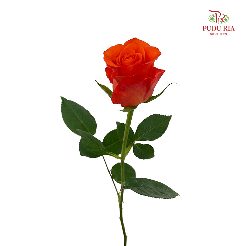 Rose Orange Wave - (8-10 Stems)