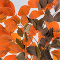 Dry Copper Beech Fagus
