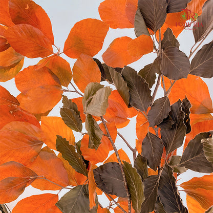 Dry Copper Beech Fagus