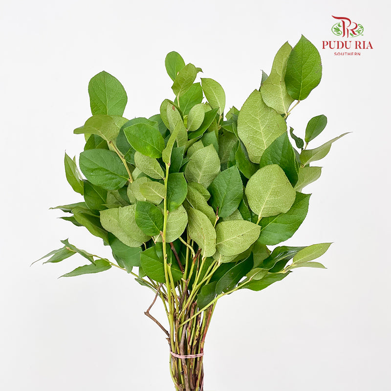 Salal Leaf - (Per Bundle)