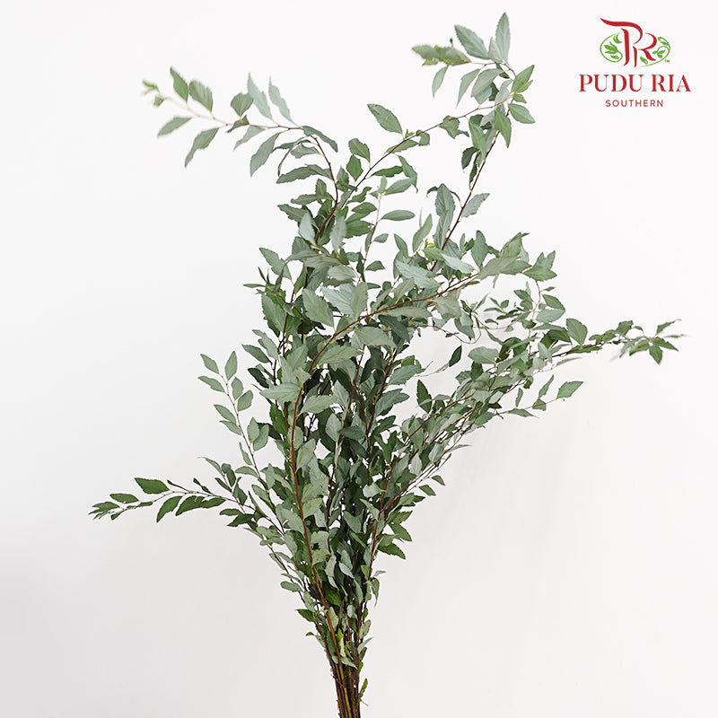 Spiraea Japonica Leaf 粉花绣线菊叶 - (Per Bundle)